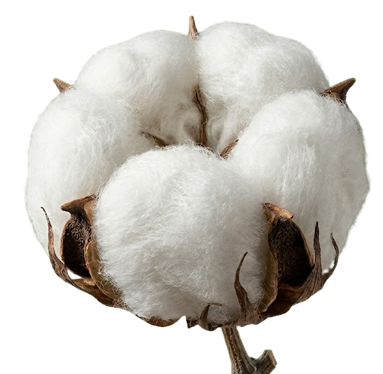 Sustainable Cotton